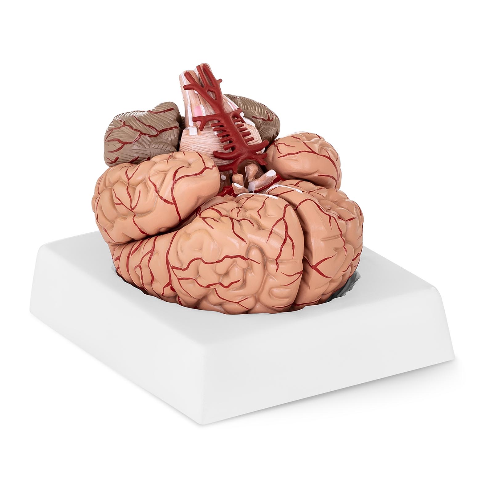 Model mozga - 9 segmenata - u prirodnoj veličini
